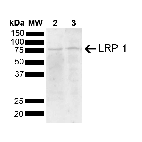  - LRP1 Antibody ASM10634